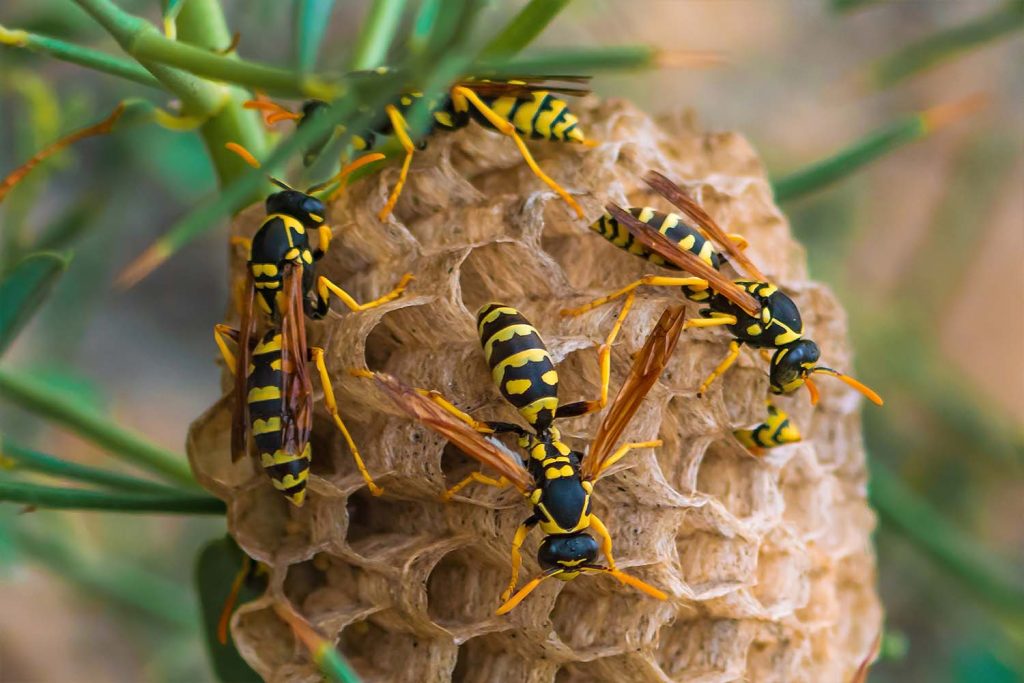 Wasps on their nest. Need wasp control to remove them.