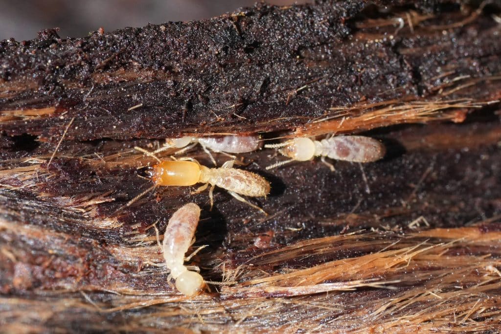 Termites on log